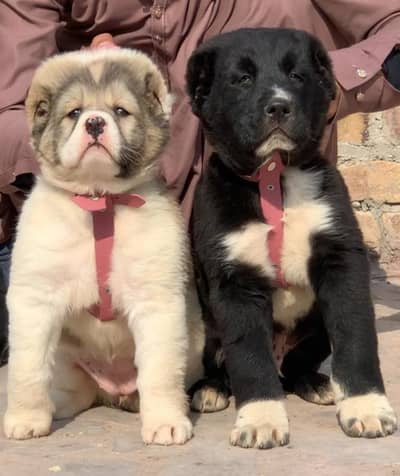 Alabai | King alabai | Central Asian Shepherd | puppies pair