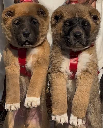 Kangal | kurdish kangal | Turkish kangal | puppies pair
