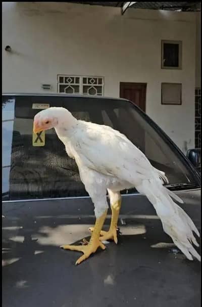 arrot big murga age 3 month for sale 03468444939