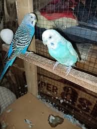 Australiaan breader pair king size.