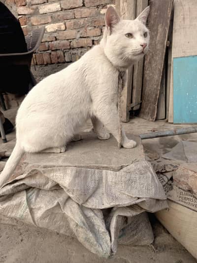 Persian cat for sale