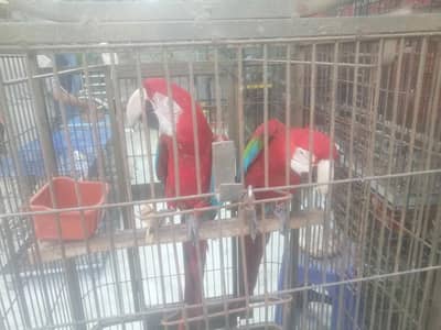 Raw chicks, yellow  ringneck chicks, green ringneck, chicks available