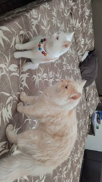 Pair of Persian cats for urgent sale