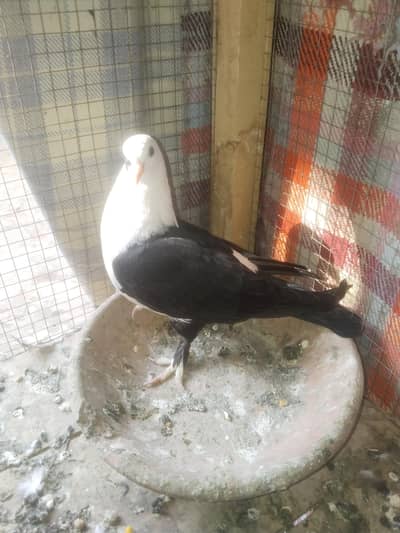 Black Karblai Female