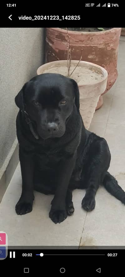 Labrador breeder female available