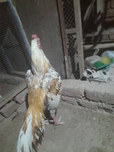 aseel patha for sale