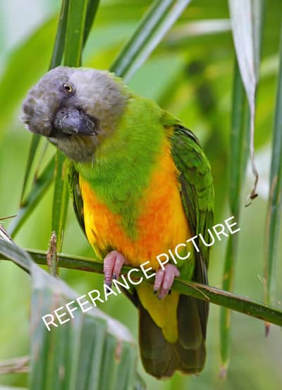 Senagal Parrot Breeder Pairs