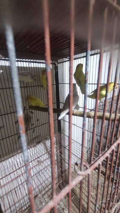 SELLING LOVE BIRDS PATTHE AND FAWN JAWA BREEDER