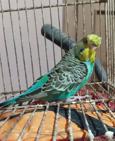 Hogoromo Size working Split Males