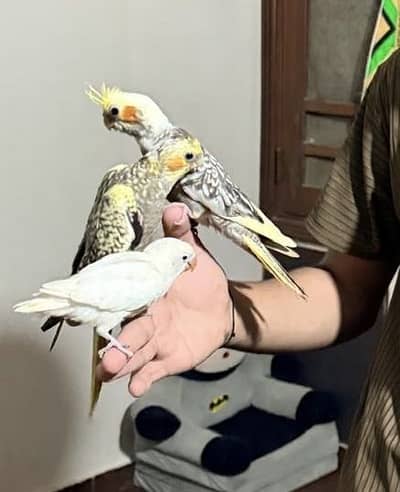 Tamed coaktail for sell