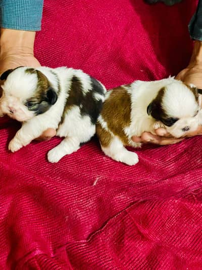 Top Quality Shihtzu Female Puppies available for Booking now 50000each