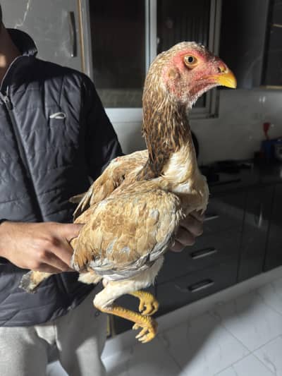 Japanese Shamu female age 8 month