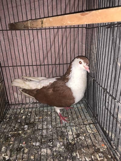 sherazi breeder male for sale