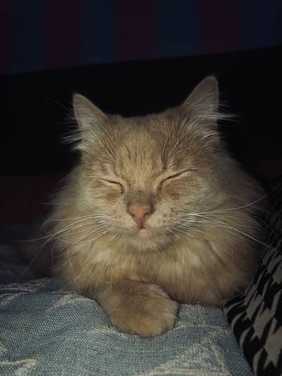 Persian  punch face male cat