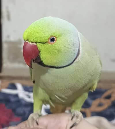 male female talking parrot