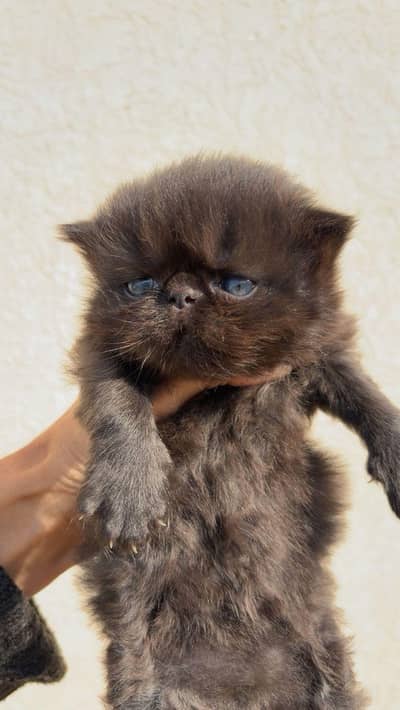 peki and extreme punch male and 1 female