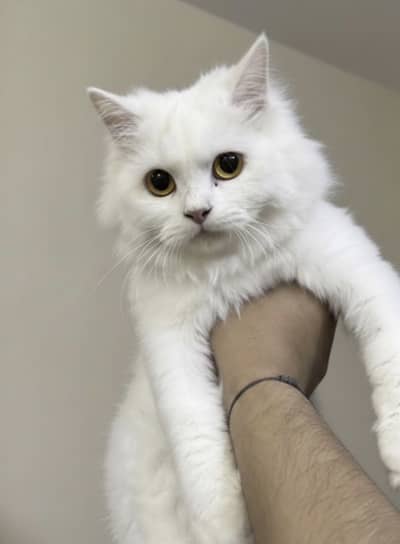 persian healthy cat for sale