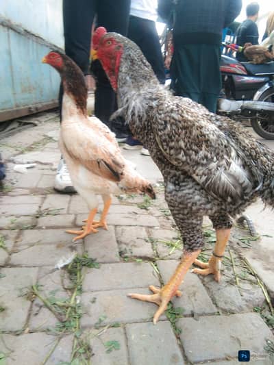 coco o shamo high quality pair