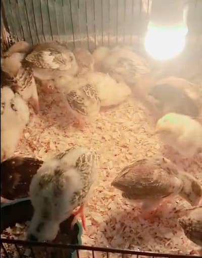Aseel Chicks for Sale