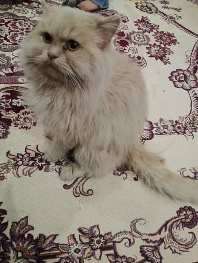 persian cat