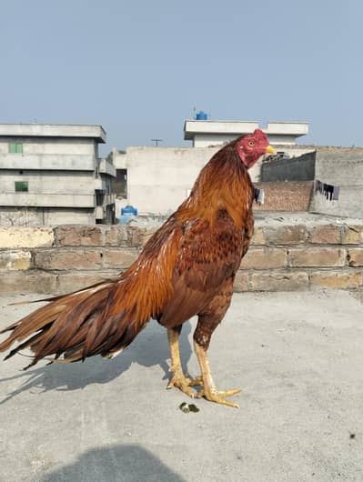 high quality peela patta fit sale ha 03224527567