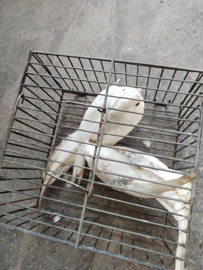 Clear Pide and Butterfly V Pide