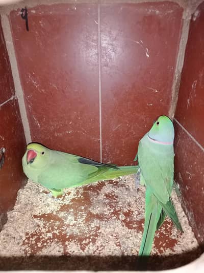 ringneck 3 breeder pairs