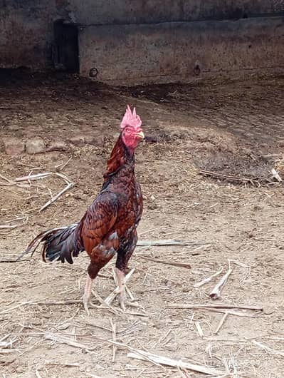 begum aseel murga 20000 price