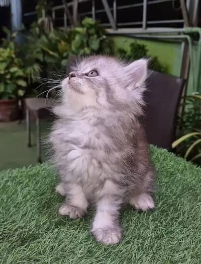 Pure Persian Cat / Persian Kitten