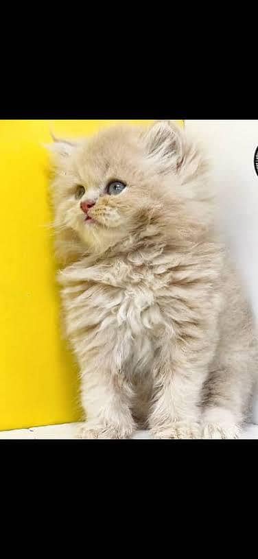 Pure Persian Cat / Persian Kitten