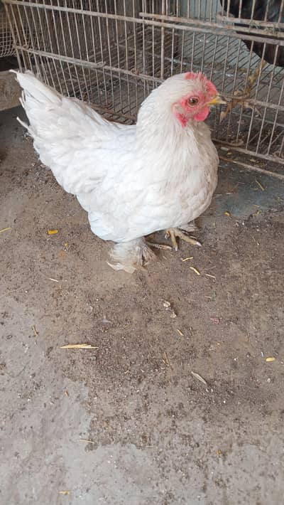 EGG LAYING ASEEL & BANTAM, CAGES FOR SALE