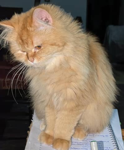 Top Quality Female Pure Persian Triple Fur – Serious Buyers Only