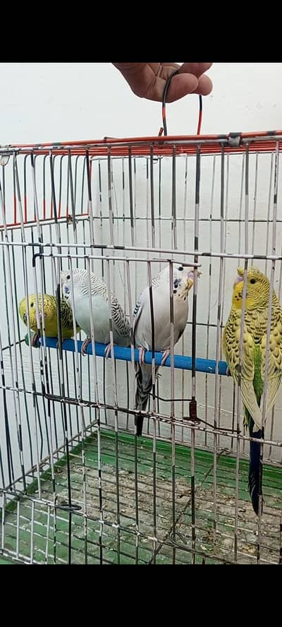 TCB exi working, Cocktail, Rainbows