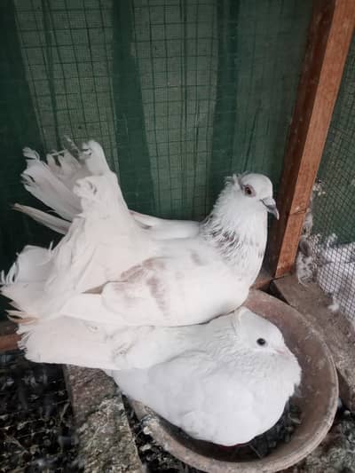 White Indian Fantail