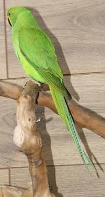 talking female parrot