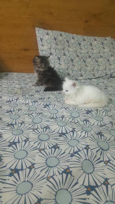 Selling persian kittens