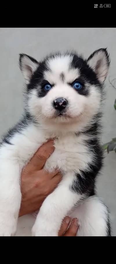 Siberian Husky puppies