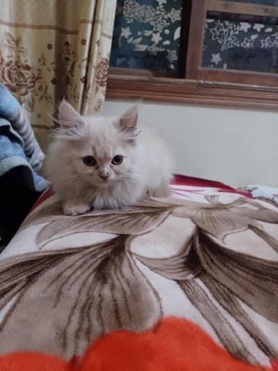 cat for sale in Hyderabad