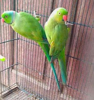 male female talking parrot
