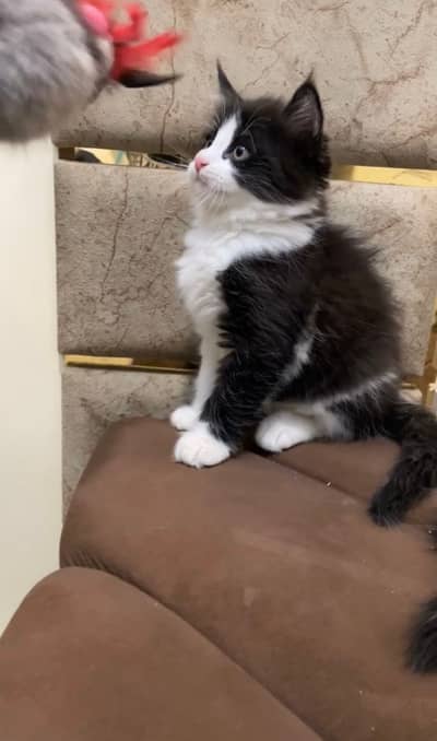 Persian kitten for sale
