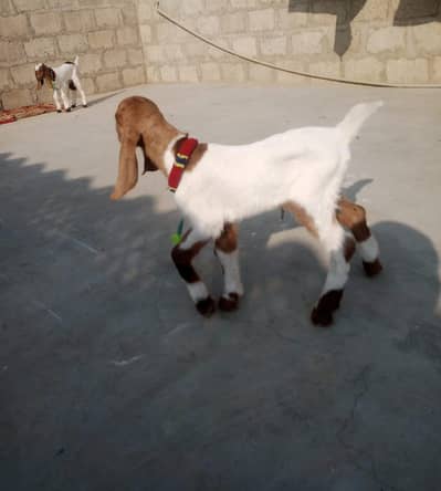 Goats male kids