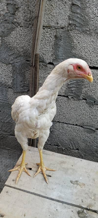 O Shamo female 9 months