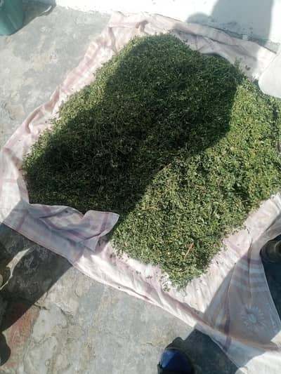 Moranga green tea leave for sale