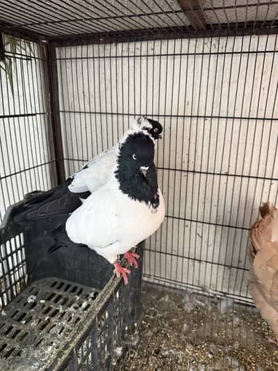 Exchange with other breed.