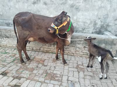 cow 1st timer 03459752637