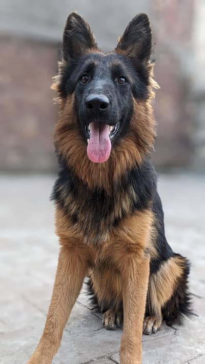 Long coat gsd near to heat