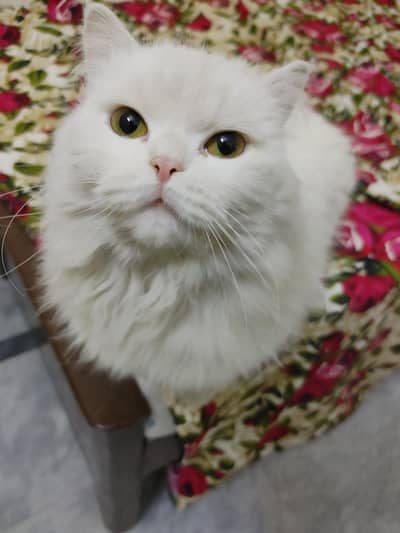 persian cat triple coated round face