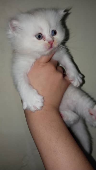 punch fice 3cod kitten femals 2kittin