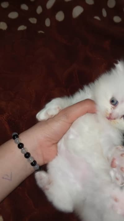 punch fice 3cod kitten femals 1kittin