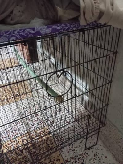 cage for sale or 03353820736